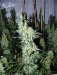 Kali Mist Regular Seeds - 11-SRSKM