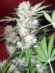 White Russian Regular Seeds - 11-SRSWR
