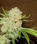 White Russian Regular Seeds - 11-SRSWR