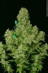 White Russian Regular Seeds - 11-SRSWR