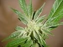 White Russian Regular Seeds - 11-SRSWR