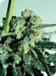 Sensi Skunk Regular Seeds - 10-SEN229
