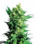 Shiva Shanti II Regular Seeds - 10-SEN227