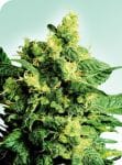 Shiva Shanti II Regular Seeds - 10-SEN227