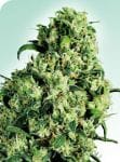 Skunk #1 Regular Seeds - 10-SEN347