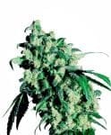 Super Skunk κανονική σπόροι - 10-SEN241