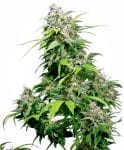 Californian Indica Regulär Samen - 10-SEN2312