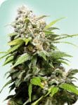 Californian Indica Regulär Samen - 10-SEN2312