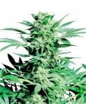 Shiva Skunk Regular Seeds - 10-SEN228