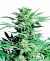 Shiva Skunk Regular Seeds - 10-SEN228