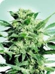 Shiva Skunk Regular Seeds - 10-SEN228
