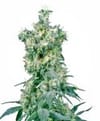 American Dream Regular Seeds - 10-SEN2320