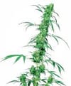 Fruity Juice Regular Seeds - 10-SEN2313