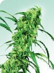 Fruity Juice Regular Seeds - 10-SEN2313