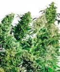 Indoor Mix Regular Seeds - 25-SEN2306