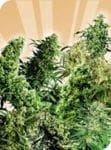 Indoor Mix Regular Seeds - 25-SEN2306