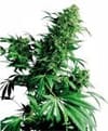 Shiva Shanti Regular Seeds - 10-SEN226