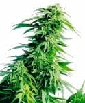 Hindu Kush редовен семена - 10-SEN234