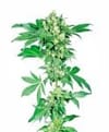 Afghani #1 Regular Seeds - 10-SEN2307