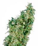 First Lady Regular Seeds - 10-SEN2317