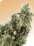 First Lady Regular Seeds - 10-SEN2317