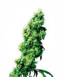 Four Way Regular Seeds - 10-SEN231