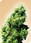 Four Way Regular Seeds - 10-SEN231