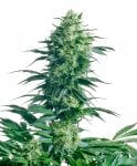 Mother's Finest Regular Seeds - 10-SEN2318