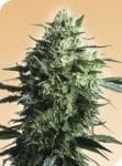Mother's Finest Regular Seeds - 10-SEN2318
