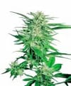 Big Bud Regulär Samen - 10-SEN335