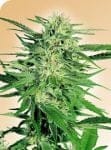 Big Bud Regular Seeds - 10-SEN335