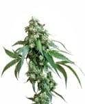 Jack Flash Regular Seeds - 10-SEN2314