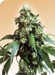 Jack Flash Regular Seeds - 10-SEN2314