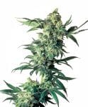 Northern Lights Regular Seeds - 10-SEN235