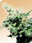 Hash Plant Regular Seeds - 10-SEN2315