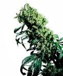 Northern Lights #5 x Haze Vanlig Frön - 10-SEN2305