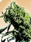 Northern Lights #5 x Haze Regular Seeds - 10-SEN2305