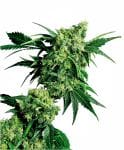 Mr Nice G13 x Hash Plant Regular Seeds - 10-SEN332