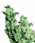 Jack Herer Regular Seeds - 10-SEN2310