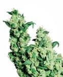 Jack Herer редовен семена - 10-SEN2310
