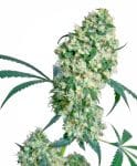 Ed Rosenthal Superbud Regular Seeds - 10-SEN2321