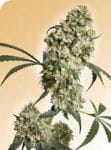 Ed Rosenthal Superbud Regular Seeds - 10-SEN2321