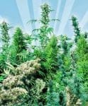 Outdoor Mix Regular Seeds - 25-SEN2301