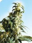 Mexican Sativa Regular Seeds - 10-SEN337