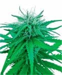 Ruderalis Indica Regular Seeds - 10-SEN236