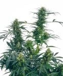 Guerrilla's Gusto Regular Seeds - 10-SEN2319