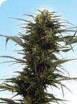 Guerrilla's Gusto Regular Seeds - 10-SEN2319