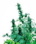Early Skunk Regular Seeds - 10-SEN2302