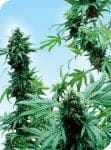 Early Skunk Regular Seeds - 10-SEN2302