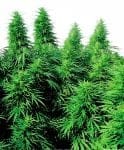 Ruderalis Skunk Almindelig Frø - 10-SEN2304